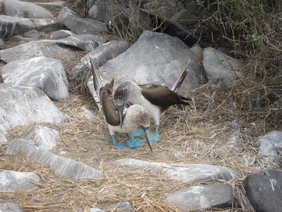 Galapagos-chpt-11-09