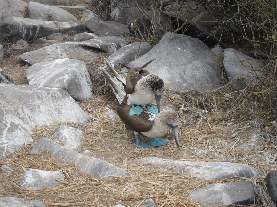 Galapagos-chpt-11-10