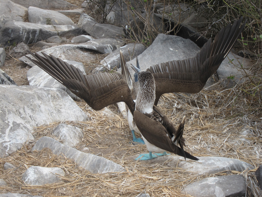 Galapagos-chpt-11-12