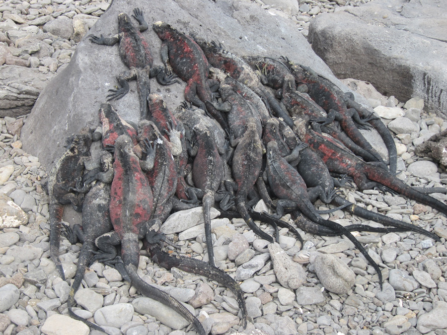 Galapagos-chpt-12-01