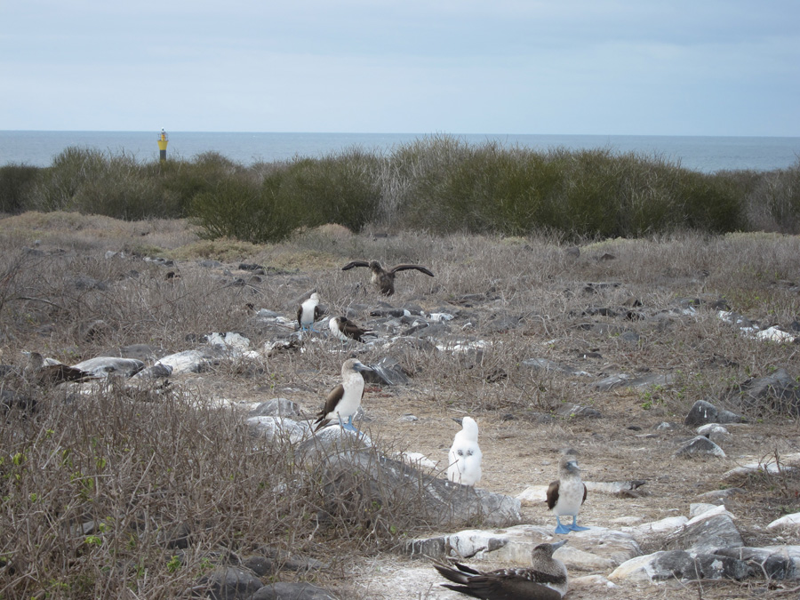 Galapagos-chpt-12-02