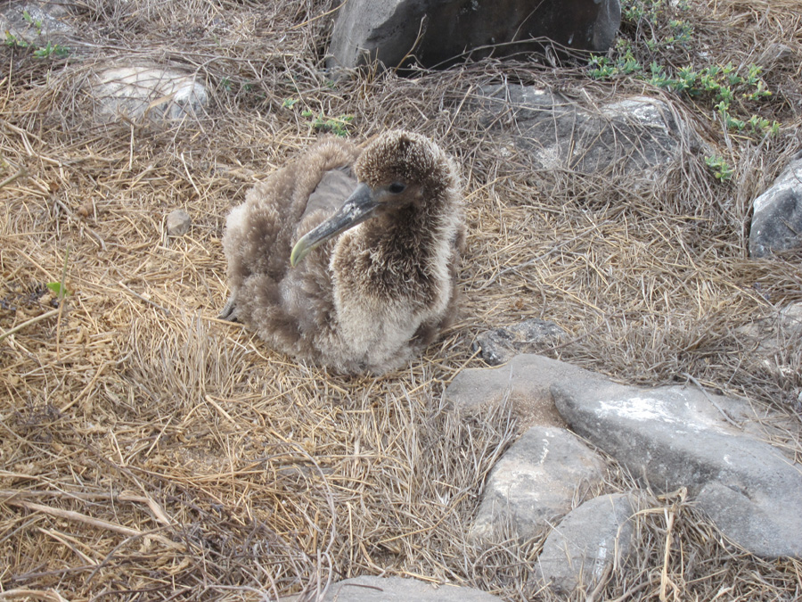 Galapagos-chpt-12-03