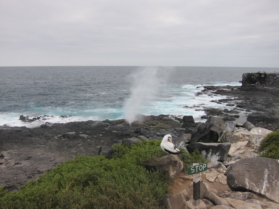 Galapagos-chpt-12-06