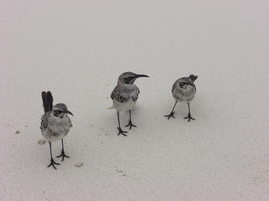 Galapagos-chpt-12-15