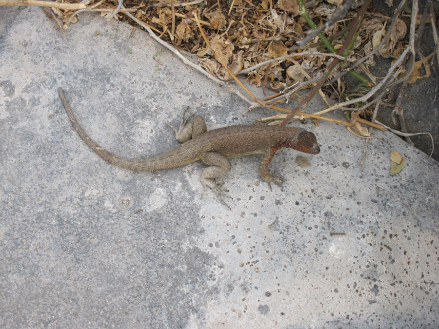 Galapagos-chpt-13-01