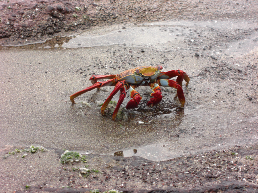 Galapagos-chpt-14-08