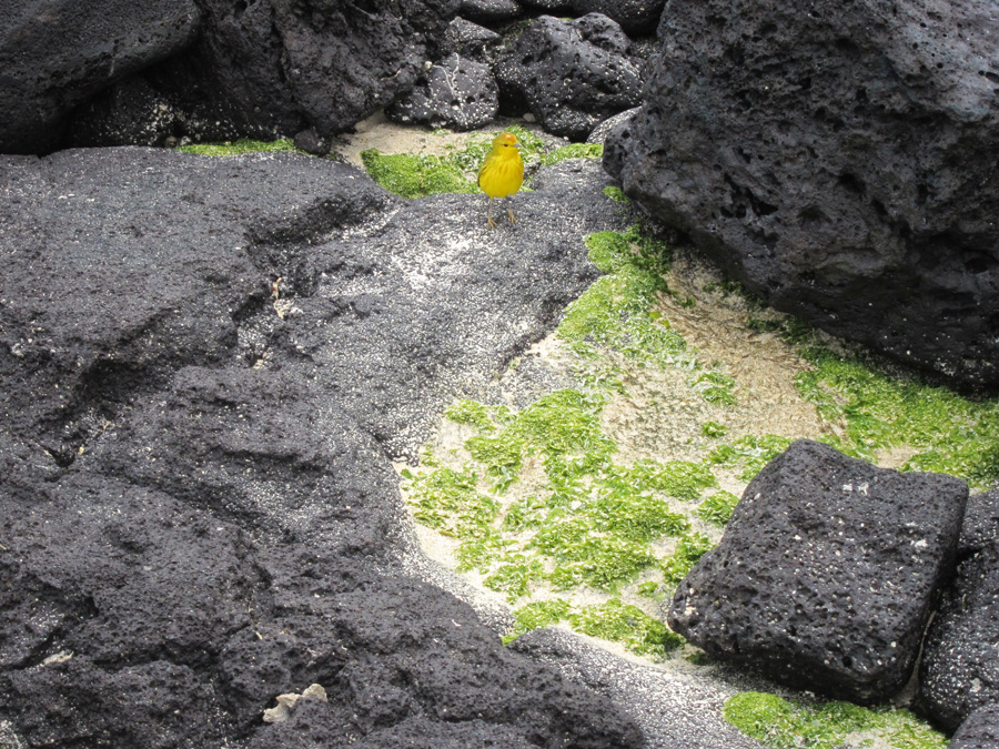 Galapagos-chpt-14-09