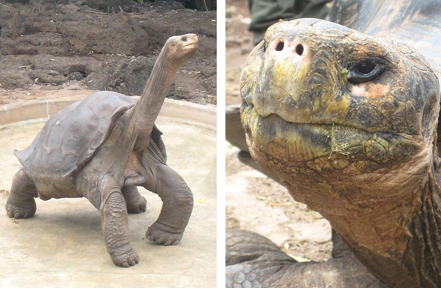 Galapagos-chpt-15-03