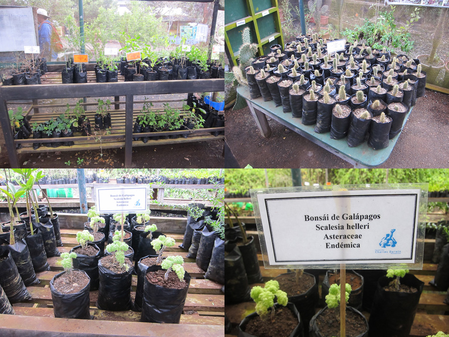 Galapagos-chpt-15-08