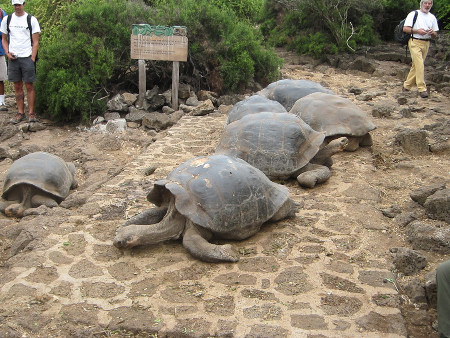 Galapagos-chpt-15-10