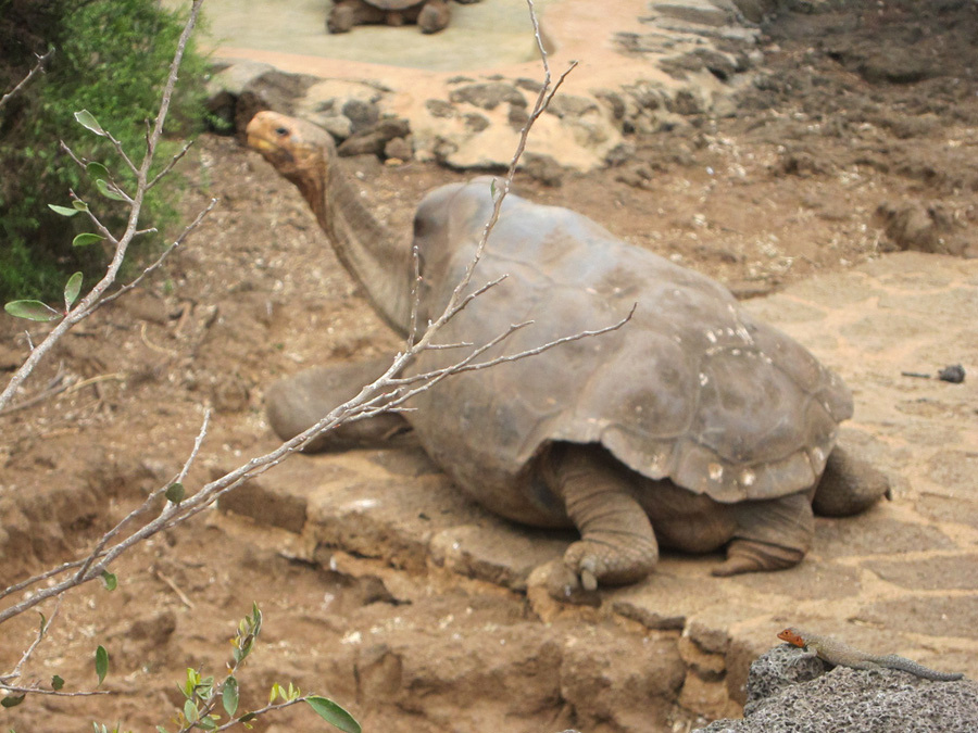 Galapagos-chpt-16-07