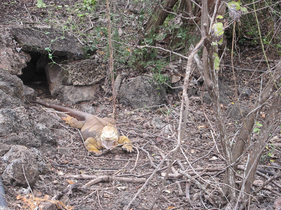 Galapagos-chpt-16-09