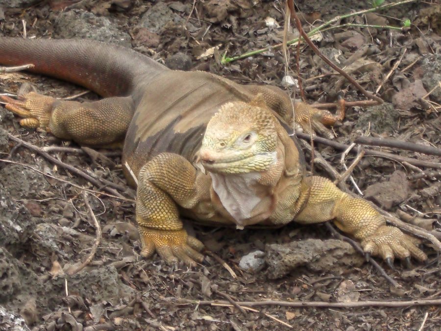 Galapagos-chpt-16-10