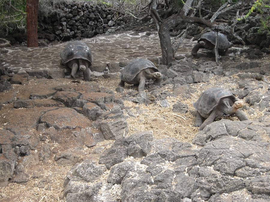 Galapagos-chpt-17-02