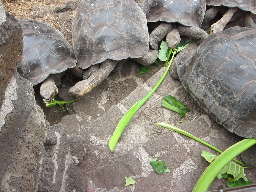 Galapagos-chpt-17-04