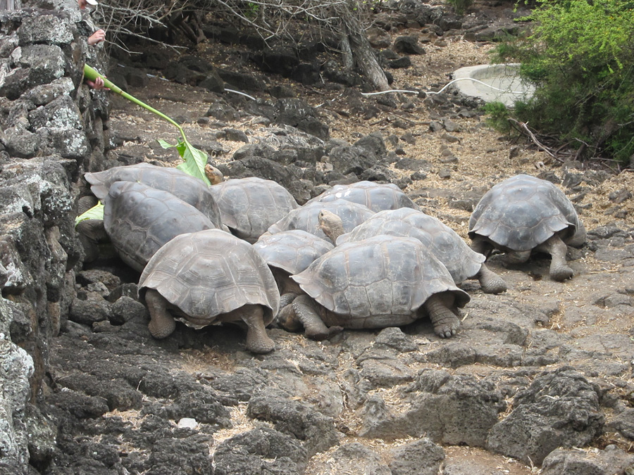 Galapagos-chpt-17-05
