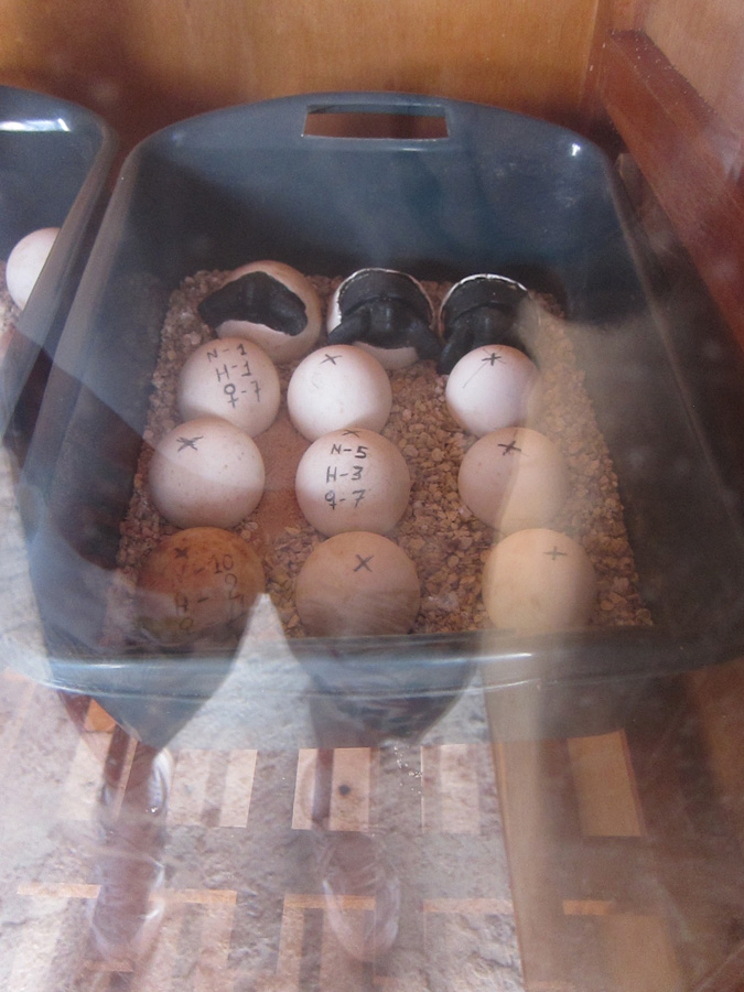 Galapagos-chpt-17-10