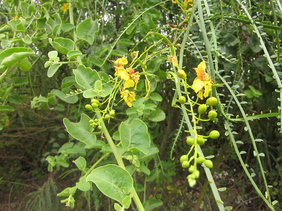 Galapagos-chpt-18-02