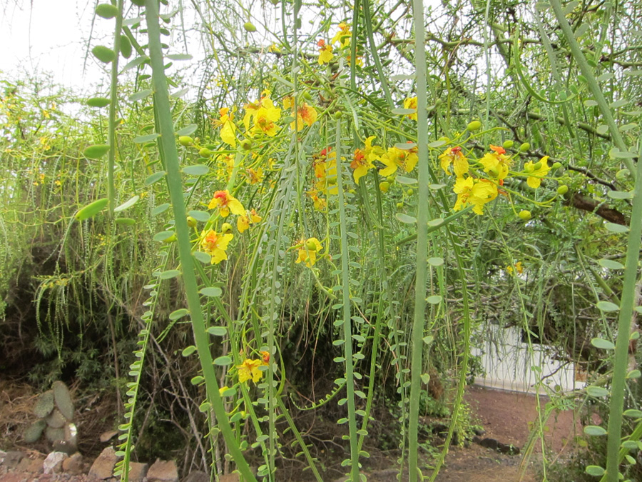 Galapagos-chpt-18-03