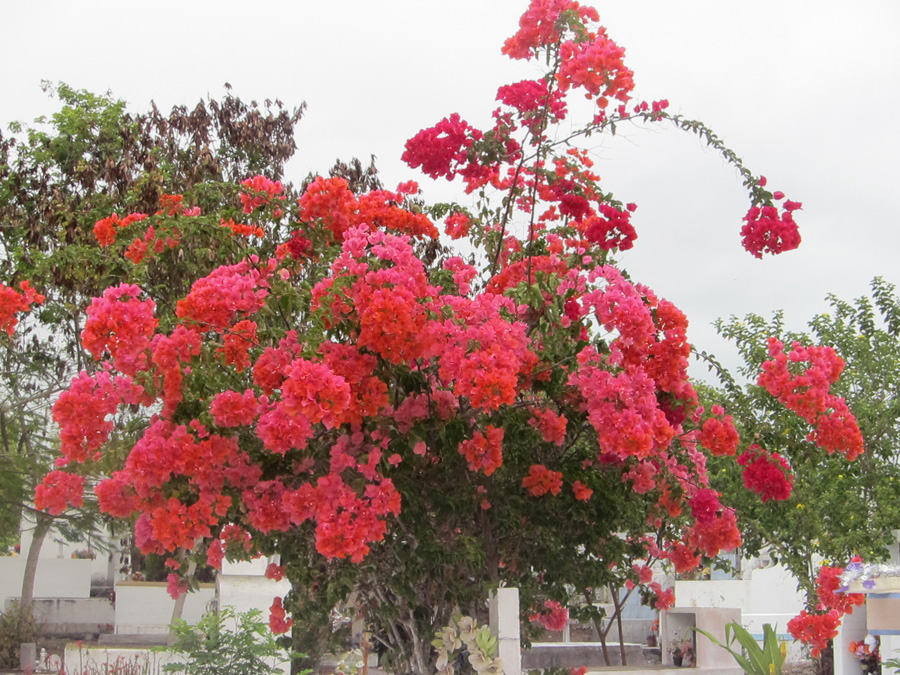 Galapagos-chpt-18-04