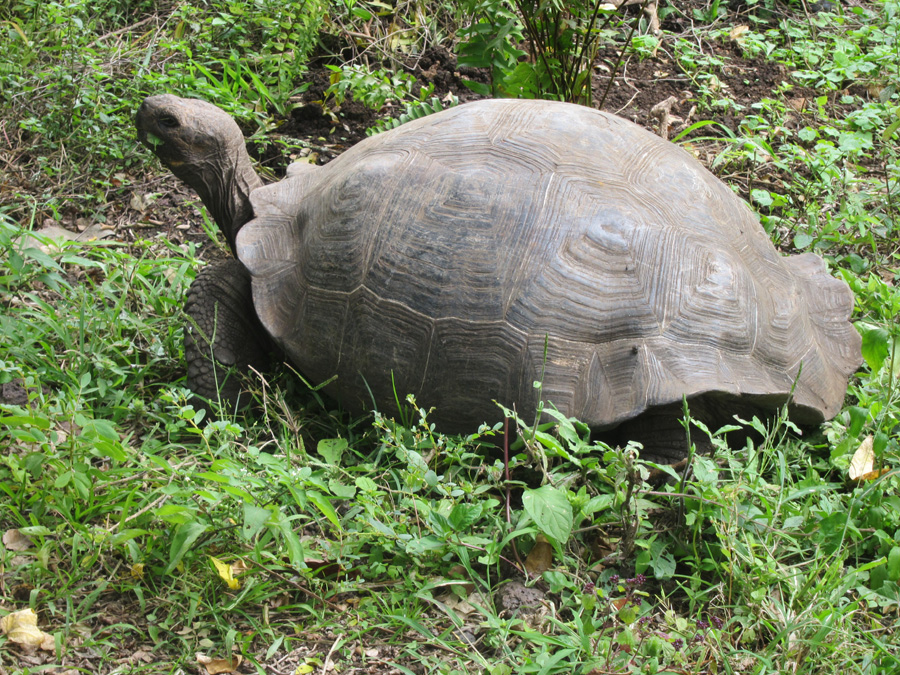 Galapagos-chpt-19-04