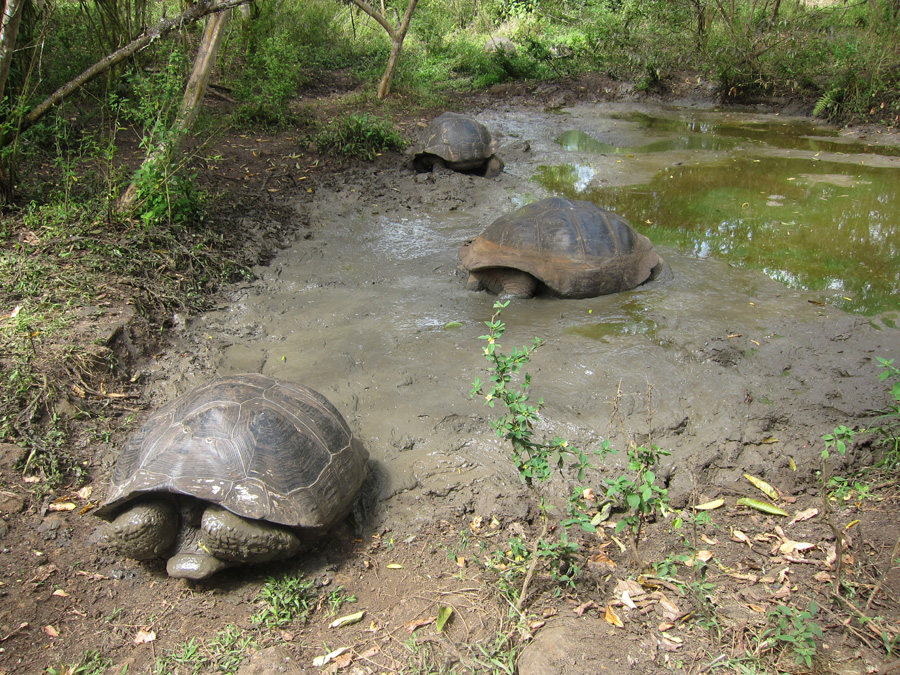 Galapagos-chpt-19-05