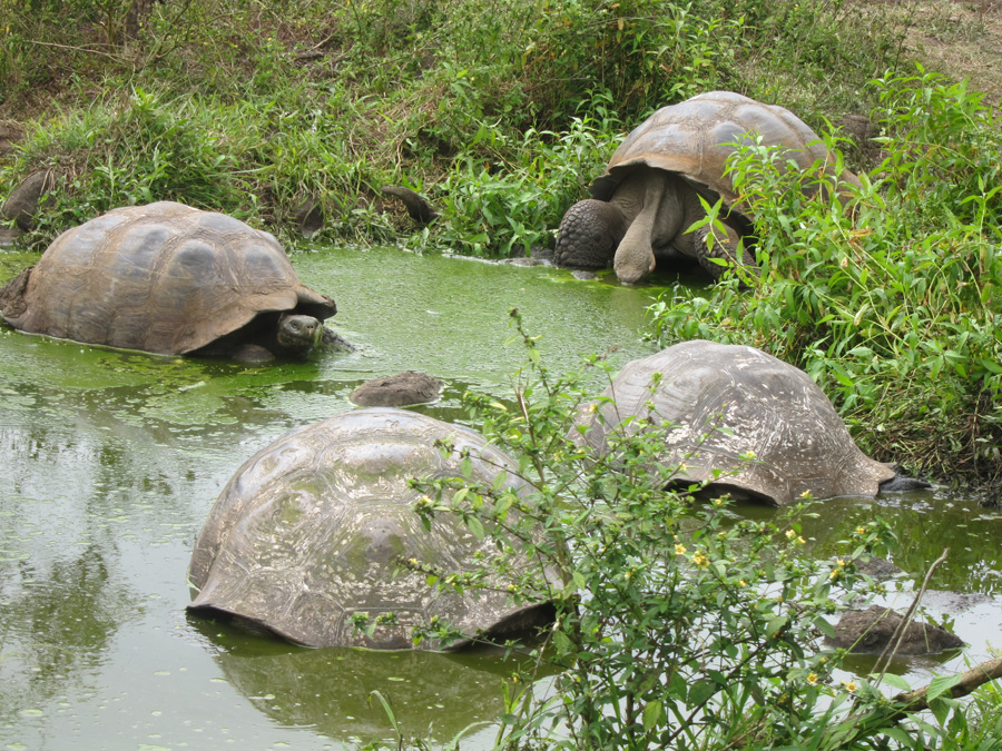 Galapagos-chpt-19-07