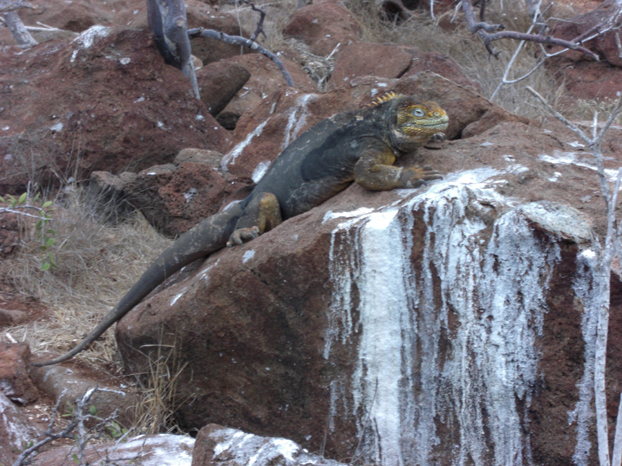 Galapagos-chpt-21-10