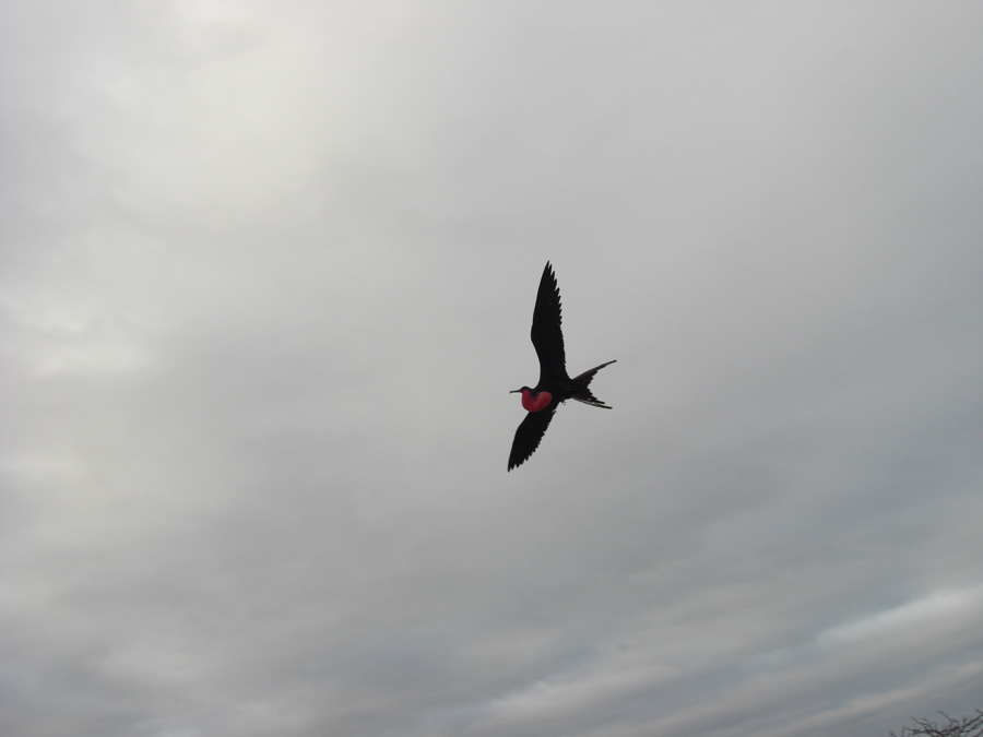 Galapagos-chpt-21-11