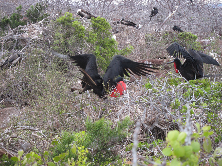 Galapagos-chpt-21-12