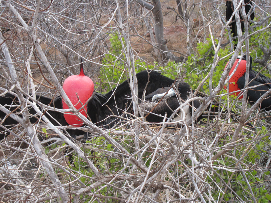 Galapagos-chpt-21-13