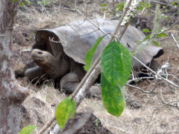 Galapagos-chpt-10-01-chapter