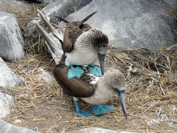 Galapagos-chpt-11-10-title