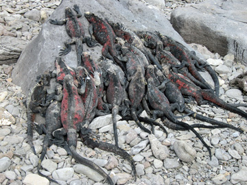 Galapagos-chpt-12-01-title