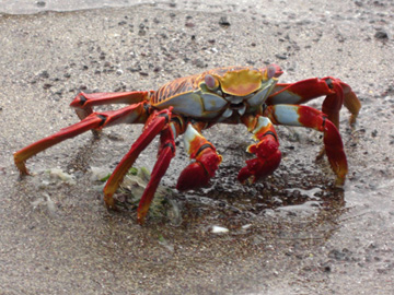 Galapagos-chpt-14-08-title