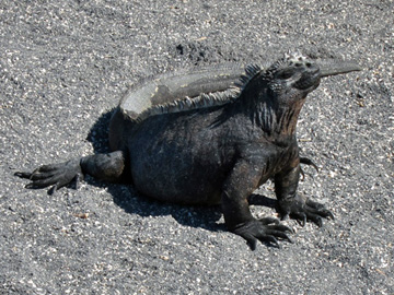 Galapagos-chpt-4-13-chapter