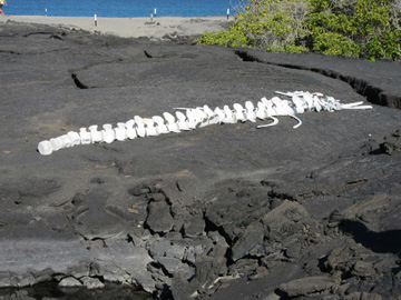 Galapagos-chpt-5-09-chapter