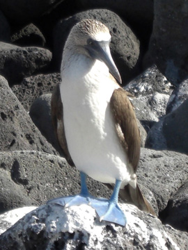 Galapagos-chpt-8-05-chapter