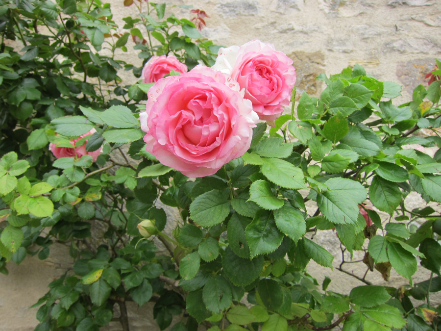 France-2012-chptr05-10