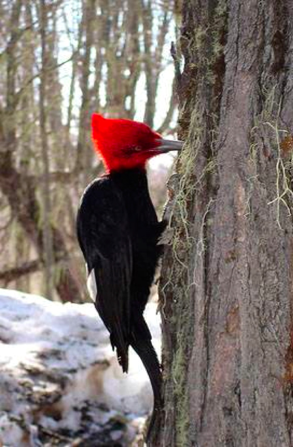 Bariloche-2012-chptr01-10