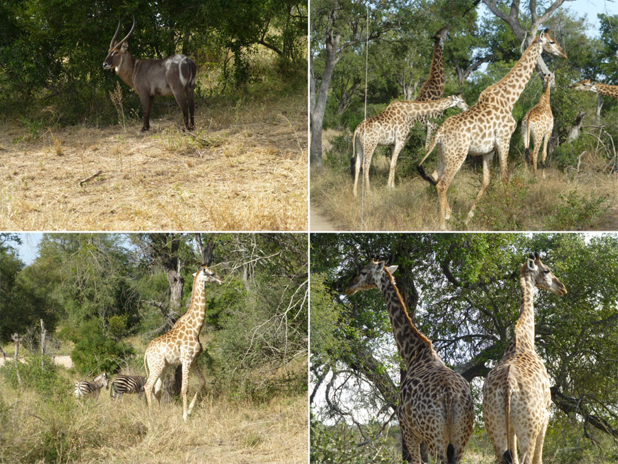 SouthAfrica-Jun-2017-chptr03-09