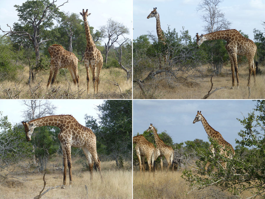 SouthAfrica-Jun-2017-chptr03-11