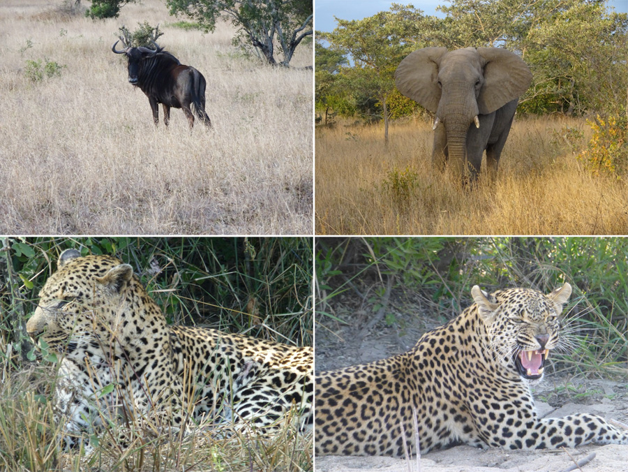 SouthAfrica-Jun-2017-chptr04-03