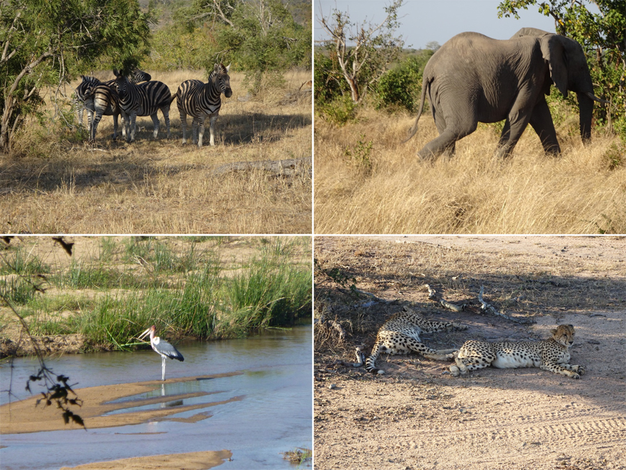 SouthAfrica-Jun-2017-chptr04-14