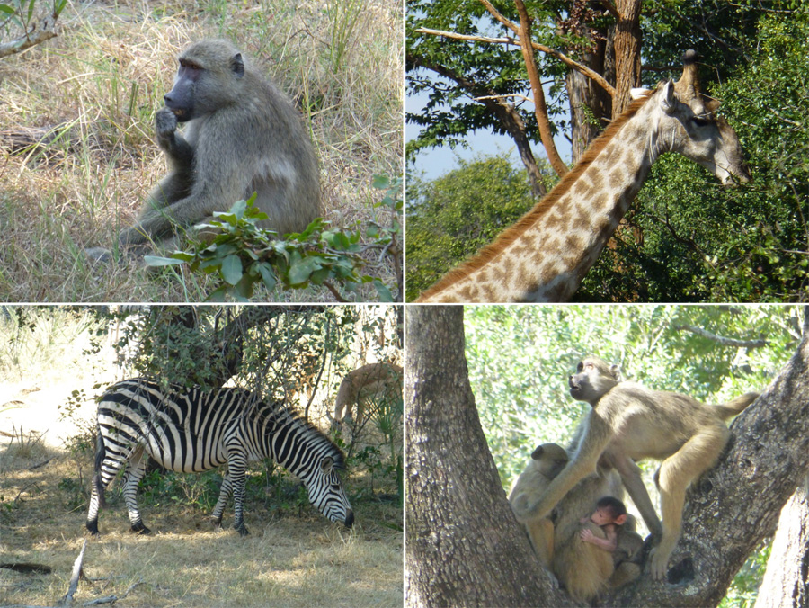 SouthAfrica-Jun-2017-chptr05-17