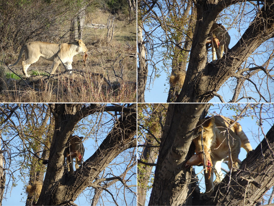 SouthAfrica-Jun-2017-chptr08-17