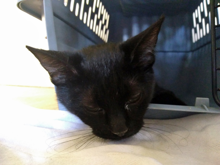 Lola Surgery June 2018 (1)