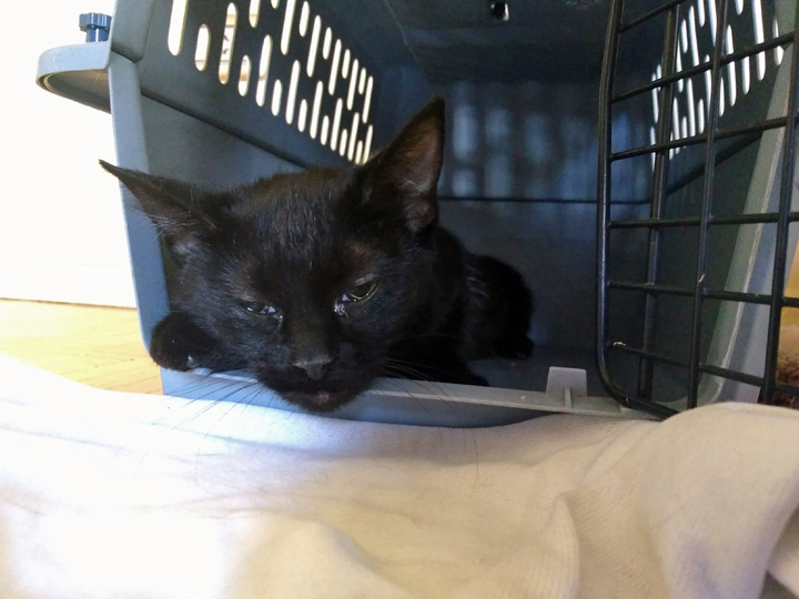 Lola Surgery June 2018 (2)