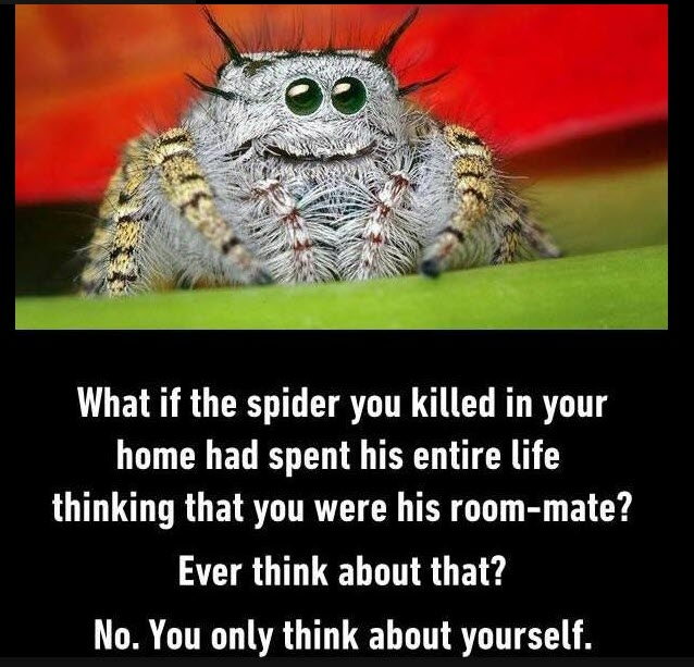 SpiderRoommate