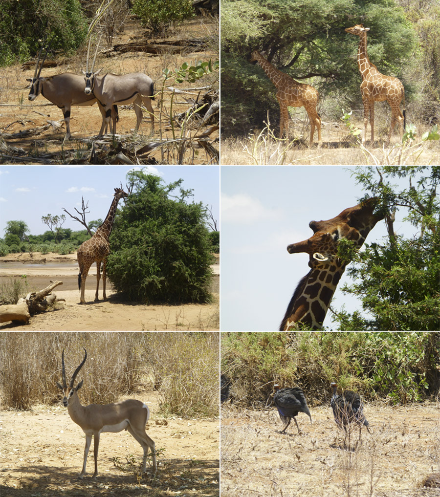 Kenya-Sept-2019-chptr01-22